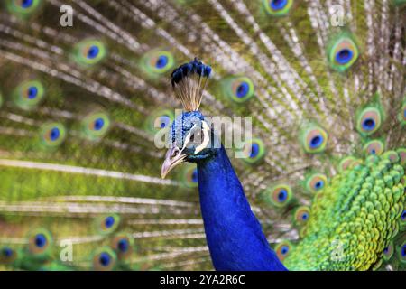 Ein Pfau zeigt seine schönen Federn in Kauai, Hawaii Stockfoto