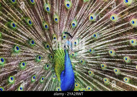 Ein Pfau zeigt seine schönen Federn in Kauai, Hawaii Stockfoto