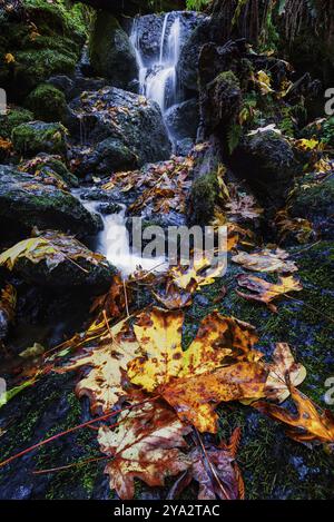 Ein kleiner Wasserfall fließt um gefallene Ahornblätter im nördlichen kalifornischen Wald Stockfoto