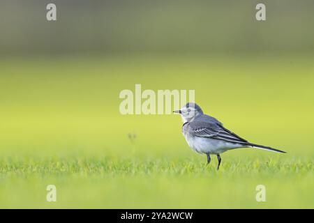 White Bachtail (Motacilla alba), songbird, Al Qurm Park, Muscat, Muscat, Oman, Asien Stockfoto