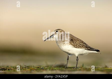 Dunlin, (Calidris alpina), Familie der Scharfschützen, Schnipe, Nahrungssuche, Biotope, Habitat, Barr Al Hikman, Shannah, Ash Sharqiyah Süd, Oman, Asien Stockfoto