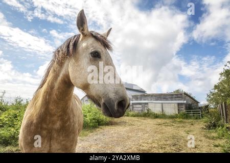 Freundliches Pferd in seiner Scheune, Farbbild Stockfoto