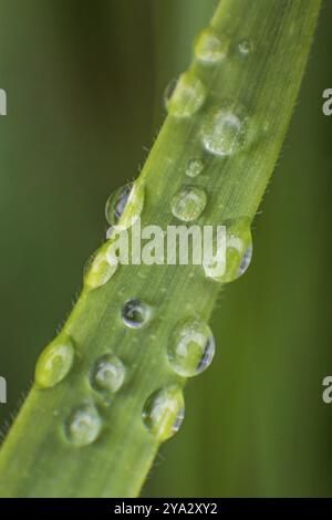 Ein Makrobild von Regenwassertropfen, die sich an einem einzelnen Grashalm festhalten Stockfoto