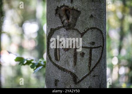 Baumstamm, Herz in Baumrinde geschnitzt, Leoben, Steiermark, Österreich, Europa Stockfoto
