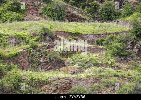 Verlassener Weinberg am Hang der Terassenmosel, bei Valvig in Rheinland-Pfalz, Deutschland verlassener Weinberg mit Terrassen Stockfoto