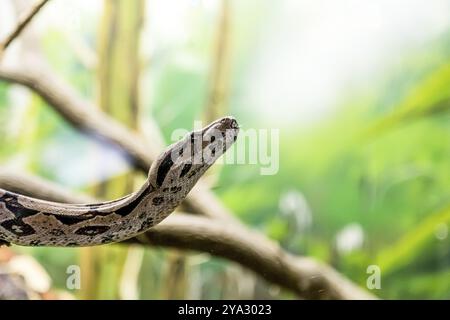 Boa constrictor, eine Spezies von schweren Schlangen. Gefährliches Tier Stockfoto