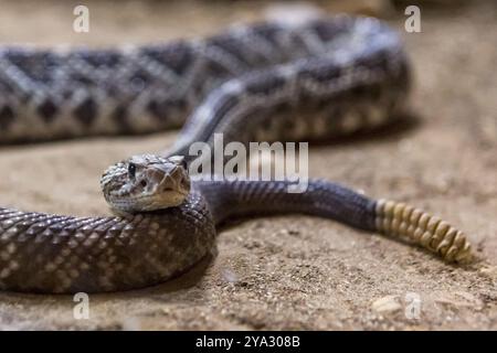 Klapperschlange, Crotalus atrox. Westliche Diamondback. Gefährliche Schlange Stockfoto