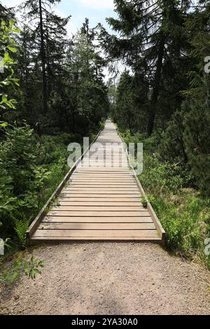 Der aus Dielen gefertigte Weg führt zum Hohlohsee an der Kaltenbronn Stockfoto