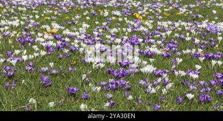 Weiße, lila und einige gelbe Krokusse auf einer Wiese mit blühenden Krokussen oder Krokusse mit weißen und violetten Blüten des Frühlingskrokusses, Krokusv Stockfoto