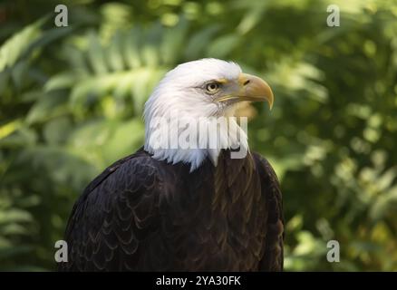 Close-up Portrait von ein Weißkopfseeadler, Grüner Hintergrund, Farbe, Bild, Tag Stockfoto