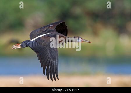 Abdimstorch, Regenstorch, Abdim (Ciconia abdimii), afrikanische Storcharten, Familie der Störche, Raysut Wasseraufbereitungsanlage, Salalah, Dhofar, Oman, ASI Stockfoto