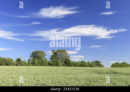 Blauer Himmel mit Wolken über Weizenfeld im Frühling bei Heiligenhafen in Schleswig-Holstein. Blauer Himmel mit Wolken über Weizenfeld im Frühling Stockfoto