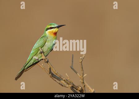 Blauwangenfresser (Merops persicus), Familie der Bienenfresser, Vogel auf Barsch, Al Moghsyal, Salalah, Dhofar, Oman, Asien Stockfoto