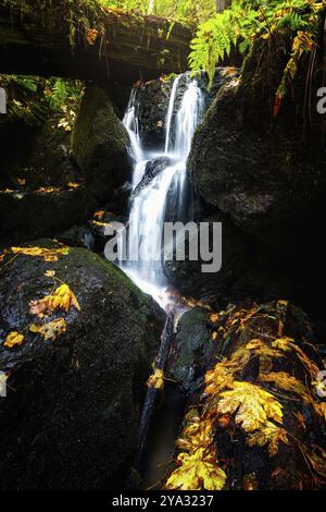 Ein kleiner Wasserfall fließt um gefallene Ahornblätter im nördlichen kalifornischen Wald Stockfoto