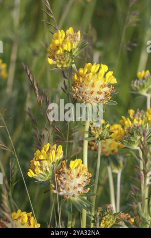 Blüten der Nierenwicke (Anthyllis Vulneraria) Blüten der gewöhnlichen Kidneyvetch (Anthyllis Vulneraria, Wundkraut, Nierenwicke) Stockfoto