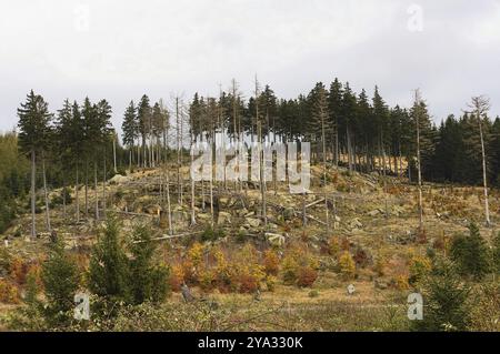 Dieser Aufstieg nach Brocken beginnt in Ilsenburg und folgt auf Heinrich Heines Spuren am Ilse. Auf gewundenen Waldwegen durch t Stockfoto