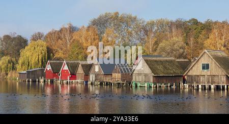 Bootshäuser auf der Müritz bei Roebel in Mecklenburg-Vorpommern. Mit Bäumen im Herbstlaub und Hähnchen. Holzboothäuser am Muritzsee (Muer Stockfoto