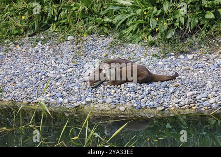 Zwei Otter, die am Ufer liegen und in das Wasser blicken, das ihre Konturen widerspiegelt, Otter (Lutra lutra) Zoo Basel, Kanton Baselstadt, Schweiz Stockfoto