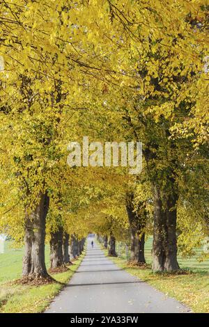 Lindenallee bei Bargfeld-Stegen in Schleswig-Holstein im Herbst. Winterlinde (Tilia cordata). Mit Radfahrer. allee oder allee des kleinblättrigen L Stockfoto