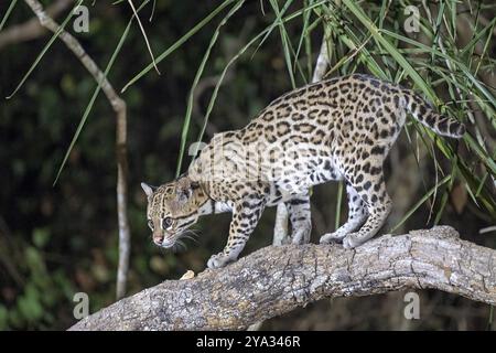 Ozelot (Leopardus pardalis), nachts, stehend auf Ast, Pantanal, im Landesinneren, Feuchtgebiet, UNESCO-Biosphärenreservat, Weltkulturerbe, Feuchtbiotope, Stockfoto