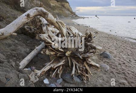 Das Brodtener Steilufer ist ein ca. 4 km langer Küstenstreifen der Lübecker Bucht in Schleswig-Holstein, der durch das Ostseebad reso begrenzt wird Stockfoto