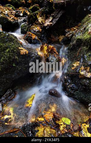 Ein kleiner Wasserfall fließt um gefallene Ahornblätter im nördlichen kalifornischen Wald Stockfoto