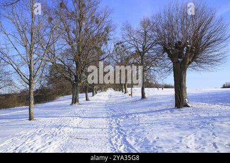 Blick durch die Lindenallee auf der Friedenshoehe bei Flacht im Winter Stockfoto