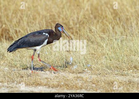 Abdimstorch, Regenstorch, Abdim (Ciconia abdimii), afrikanische Storcharten, Familie der Störche, Raysut Wasseraufbereitungsanlage, Salalah, Dhofar, Oman, ASI Stockfoto