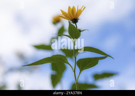 Gelbe Blüten, Jerusalem Artischocke (Helianthus tuberosus), Leoben, Steiermark, Österreich, Europa Stockfoto