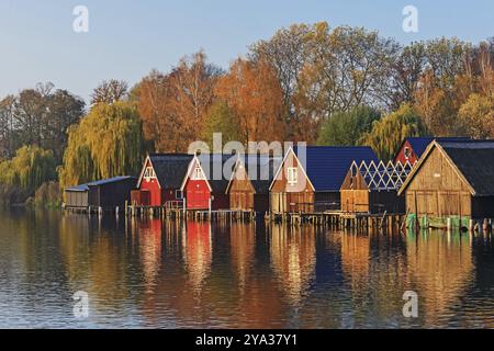 Bootshäuser auf der Müritz bei Roebel in Mecklenburg-Vorpommern im Abendlicht. Mit Bäumen im Herbstlaub. Hölzerne Bootshäuser am Muritzsee ( Stockfoto