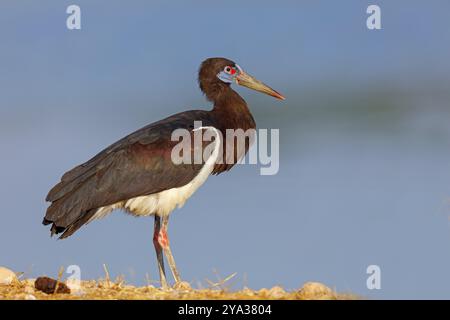 Abdimstorch, Regenstorch, Abdim (Ciconia abdimii), afrikanische Storcharten, Familie der Störche, Raysut Wasseraufbereitungsanlage, Salalah, Dhofar, Oman, ASI Stockfoto