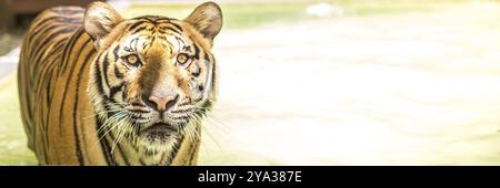 Bengalischer Tiger, ein unglaubliches Tier der Natur. Asien. Webbanner in Panoramaansicht Stockfoto