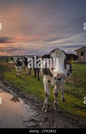 Freundliche Kühe sagen Hallo bei Sonnenuntergang. Nordkalifornien, USA, Nordamerika Stockfoto