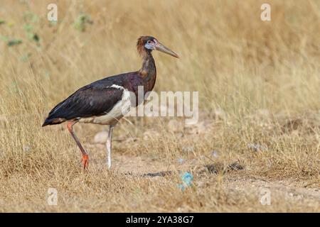 Abdimstorch, Regenstorch, Abdim (Ciconia abdimii), afrikanische Storcharten, Familie der Störche, Raysut Wasseraufbereitungsanlage, Salalah, Dhofar, Oman, ASI Stockfoto