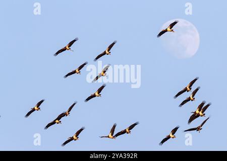 Abdimstorch, Regenstorch, Abdim (Ciconia abdimii), afrikanische Storcharten, Familie der Störche, Raysut Wasseraufbereitungsanlage, Salalah, Dhofar, Oman, ASI Stockfoto