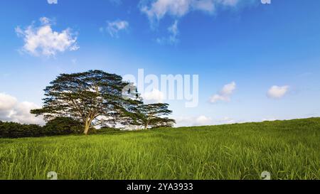 Ein einziger Baum steht auf einem grasbewachsenen Hügel auf Kauai, Hawaii Stockfoto