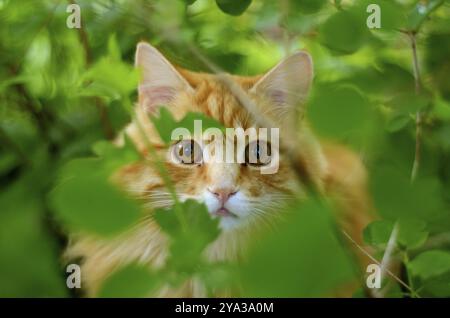Eine schöne Ingwer Katze versteckt In den Büschen Stockfoto