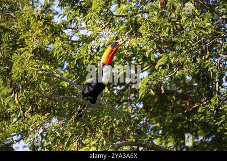 Riesentukan (Ramphastos toco) Pantanal Brasilien Stockfoto