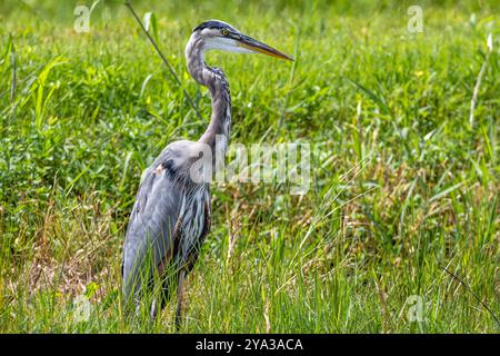 Großer Blaureiher (Ardea herodias) in seinem natürlichen Feuchtgebiet am Lake Apopka Wildlife Drive in der Nähe von Orlando, Florida. (USA) Stockfoto