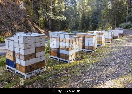Bienenzuchtenstöcke rund um Florentine auf der Gordon River Rd im Southwest National Park in Tasmanien Australien Stockfoto