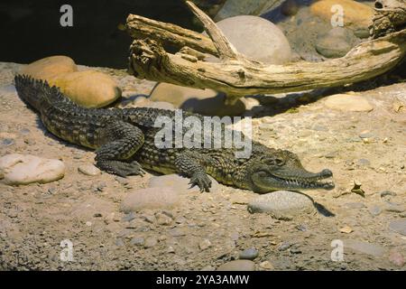 Krokodil auf sandigem Boden neben einem Stück Holz in einer natürlichen Umgebung, australisches Krokodil (Crocodylus johnstoni) Zoo Basel, Baselstadt, Stockfoto