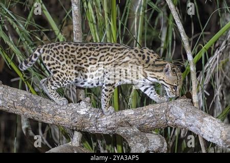 Ozelot (Leopardus pardalis), nachts, schleichend über einen Ast, Pantanal, Binnenland, Feuchtgebiet, UNESCO-Biosphärenreservat, Weltkulturerbe, Feuchtgebiet Bioto Stockfoto