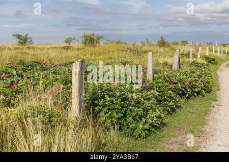 Strandrosen (Rosa rugosa, Japanische Rose, Rugosa Rose) und einige andere wilde Rosen auf dem Strandrücken an der Ostsee bei Sehlendorf in Schleswig-Hols Stockfoto