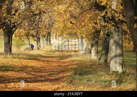 Blick durch die Lindenallee auf der Friedenshoehe in flacht Stockfoto