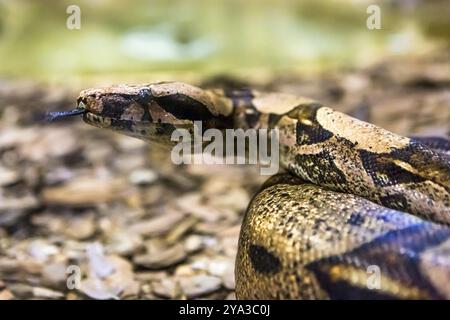 Boa constrictor, eine Art von Schlange mit großem Körper Stockfoto
