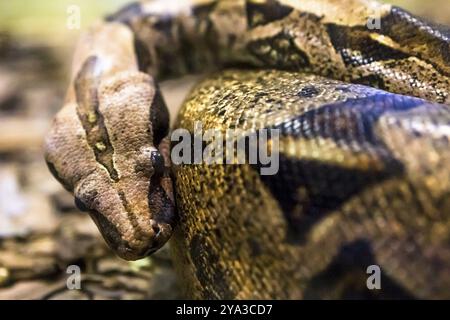 Boa constrictor, eine Art von Schlange mit großem Körper Stockfoto