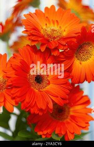 Orange rote Gerbera jamesonii, afrikanische Gänseblümchen, mehrjährige Blume mit drei saisonalen Blüten Stockfoto