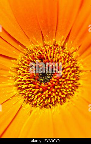 Orange rote Gerbera jamesonii, afrikanische Daisy, Nahaufnahme Makropistil Stockfoto