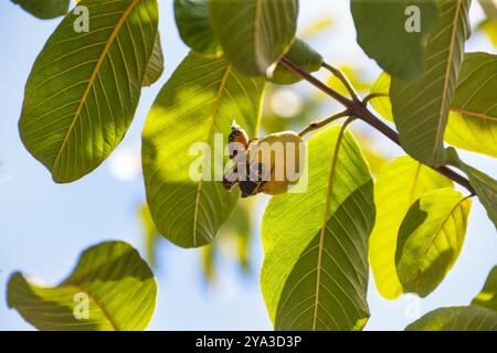 Gartenfrucht Chafer Schädlingskäfer essen Guave-Früchte im Orchideengarten Stockfoto