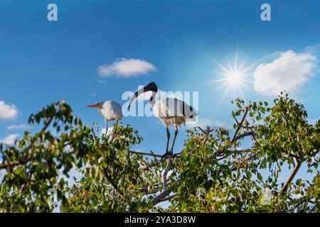 reiher und afrikanischer heiliger Ibis, ruhen an einem sonnigen Tag in einem Baum Stockfoto